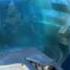 Subnautica A B Voices Read Description