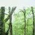Summertime In Kamikōchi Japanese Environmental Music Field Recordings 1980 1996