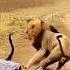 Lion Vs Snake Even Lions Don T Mess With This Serpent