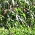 GARDEN SOIL LOSES ENERGY GROWING YOUR GARDEN NOTE READ DESCRIPTION