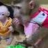 So Adorable Baby Monkey Feeling Lovely That Mummy Take Care And Sharing Food To Eating Delicious