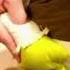 Shrek Sharts On The Sofa ASMR