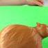 How To Make Spinning OIIAOIIA CAT