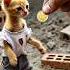 Beautiful Story Of A Poor Cat Shorts Cat Ai