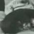 The Little Albert Experiment