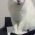 Cyber Cat