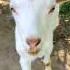 Domestic Goat Коза дереза 3 Домашние животные Pets