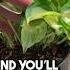 How To Get Rid Of Fungus Gnats