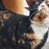 Why Does My CAT RUB Against My LEGS Answer May Surprise You