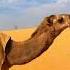 لايف منقبات القحومه