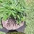 How Big Can This Plant Get Outside Mephisto Genetics Autoflower