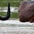 Hipopótamo Vs Cocodrilo Un Choque Aterrador Bajo El Agua Animalessalvajes Reino Animal