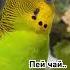 Говорящий волнистый попугай Talking Budgie Parakeet Birds
