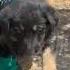 Let S Go Home Beautiful Puppies Takis Shelter