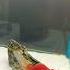 Goldfish Oranda