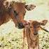 Cow Moo Sound 4 Animal Sounds Sound Effect Ringtone