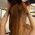 Favorite Horse Funnyhorse Horsegirl Equestrian Horsefan Caballo Cheval Barn Cutehorse