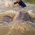 Wow Amazing Fishing Video In The River Best Fishing Deep Water Fish Fishing Reel Short
