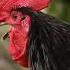 Rooster Sound Crowing Rooster Crowing Compilation Plus Shorts Rooster