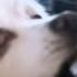 Bork Till You Re Dead