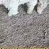 Angora Goats Animals Shorts Goat Angora