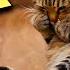 Cat Cries After The Owner S Death And Then The Veterinarian Looks At His Collar And Says Oh My God