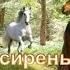 Расцвела СИРЕНЬ ЧЕРЁМУХА в саду Красивая песня о сирени черёмухе с юмором