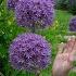 How To Plant Allium Bulbs Best Allium Varieties For Your Garden Northlawn Flower Farm