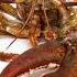 Red Lobster Jumpscare Bluelobster Memes Meme Piano Classicalmusic Lobster