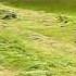 BCS Mower Vs Scythe 2012