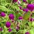 How I Create Relaxing Music And Flower Videos A Journey Of Transforming Emotions Into Images