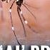 Can AI Outsmart Mosquitoes New Tech May Predict Dengue Outbreaks Before They Spread
