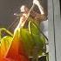 Sofi Tukker Brazilian Soul Live