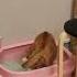 화장실몰카 Hidden Camera In Bathroom Shorts