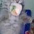 Music Cat Cats кошки кот мем