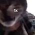 Кот мяукает в камеру но это фонк 10x 5x 2x 1x Memes Phonk Cat Rek