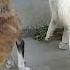 Brown Pup Pees Pooping Stray Pups Eating Raw Meat Raw Chicken Feet Summers Animals Uk Viralvideo