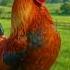 Real Rooster Crowing At Sunrise 4K Nature Wake Up Sound Birds