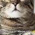 Cat With An Arabian Vibe Shorts Cat Funny