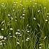 Whispering Meadow