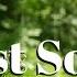Nature Sounds Meditation Forest Sounds Of Birds Singing Relaxation 4 Minutes