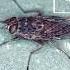 Tsetse Fly
