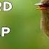 5 Bird Alarm Calls Blackbird Wren Blackcap Thrush Robin