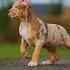Small To Big Animal Transformation Animals Transformation Amazing Shorts