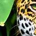 Amazing Colors Of Nature In 4K HDR 60fps Tropical Animals And Relaxing Music