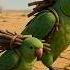 Parrot And It S Baby Build A Tree House In Desert Parrot Ai