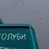 голуби Николаевские голуби Сергей Ермоленко С Сандата Ростовская обл 10 03 2025 г