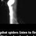 Slingshot Spiders Listen To Fire Off Ballistic Webs When They Hear Mosquitoes Within Range