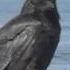 Ravens Vs Crows They Re Different