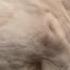 Jaffar Mandi 2025 Detail Reviews Very Big Bulls Fateh Jang Bulls 2025 Cow Mandi 2025